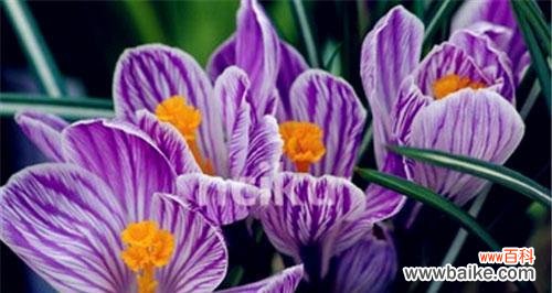 探寻自然美的奇迹 春意盎然，沙洲蕃红花绽放