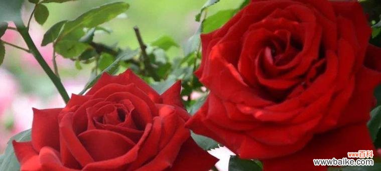 玫瑰花语解读与传达的深意 玫瑰之语