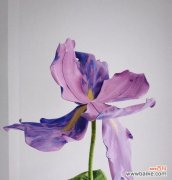 从财富到幸福，金钱树给我们的启示 金钱树的寓意及意义解读