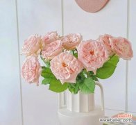 传递温暖与关怀的花语 花语的安慰之道