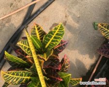 变叶木的神秘转变和开花之谜 以变叶木开花的奇迹