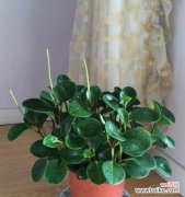 探讨变色木在风水中的重要性和适宜摆放位置 变色木的风水寓意与摆放位置