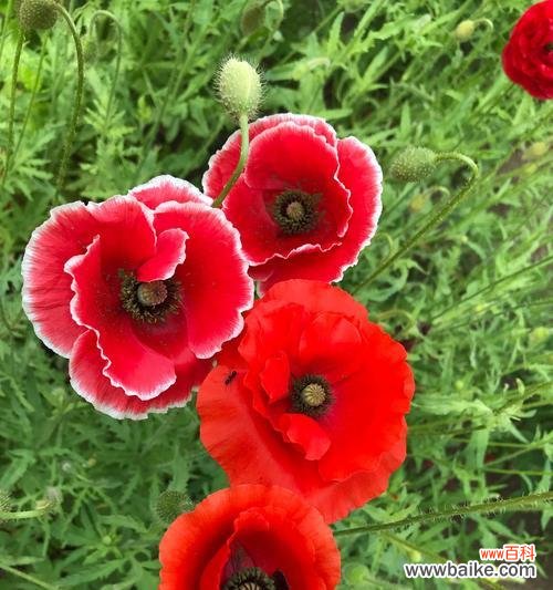 以表示爱意的花为主题 用花语表达爱意