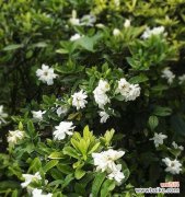 揭秘花语中的伤感与忧愁 花语传情