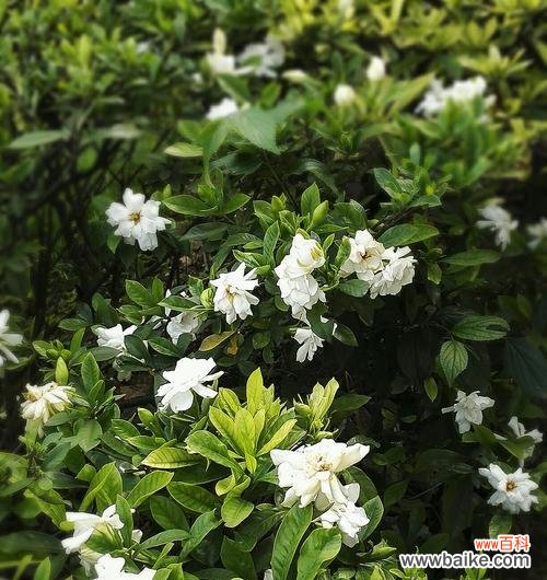 揭秘花语中的伤感与忧愁 花语传情