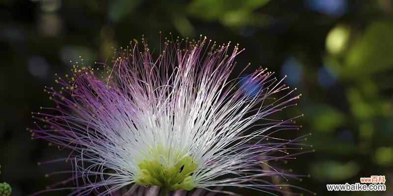 揭秘花语中的伤感与忧愁 花语传情