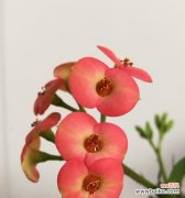 梦的花园中 憧憬之花