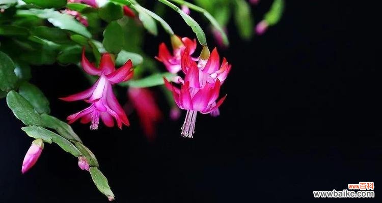 花海中绽放的真诚之美 以花语诠释诚信的力量