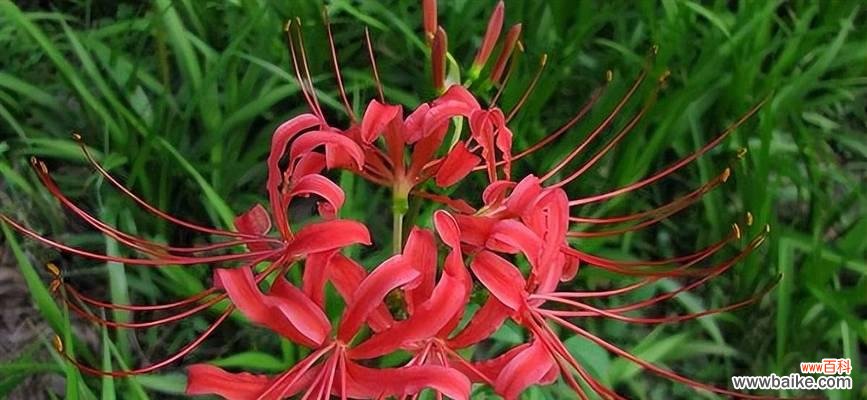 唤醒内心哀愁情感的花朵 悲伤花语