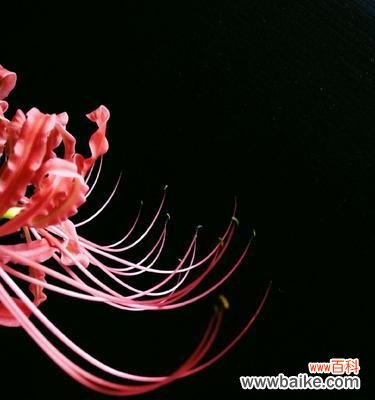 唤醒内心哀愁情感的花朵 悲伤花语