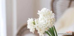 探寻花语中的纯洁之意 纯洁之美