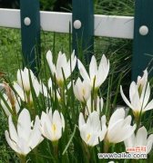 初恋的花语 初恋的花——爱的初开