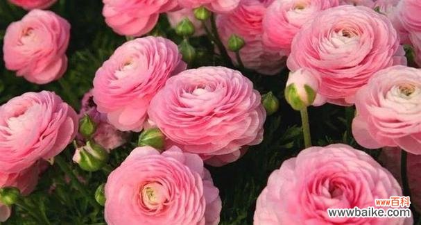 以花祈福 花开财运,幸福绽放