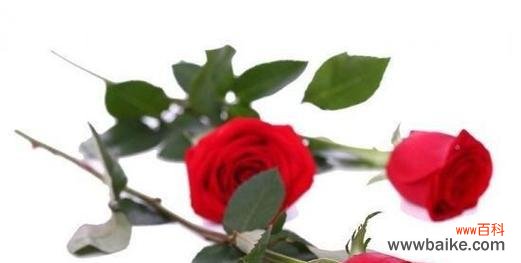 用52朵玫瑰传递的深情意义 52玫瑰花朵的含义