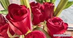 揭示红玫瑰花背后的隐藏意义 红玫瑰花的8种寓意