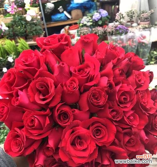 爱情的永恒和浪漫 99朵玫瑰花的寓意