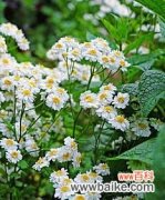 和平蔓延的力量 和平之花