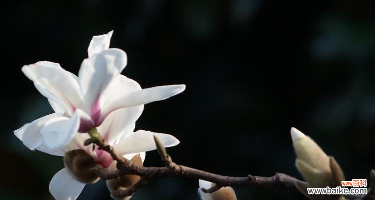 以表示高洁的花为主题的花语探究 高洁的花