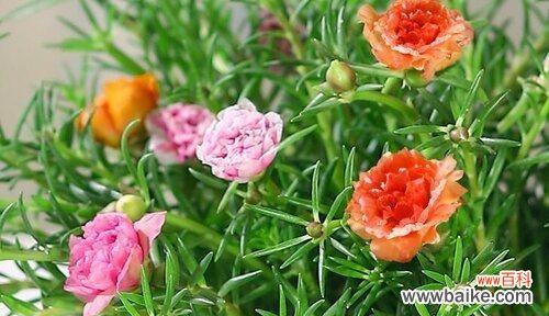 当花朵诉说父爱的情谊 父爱之花