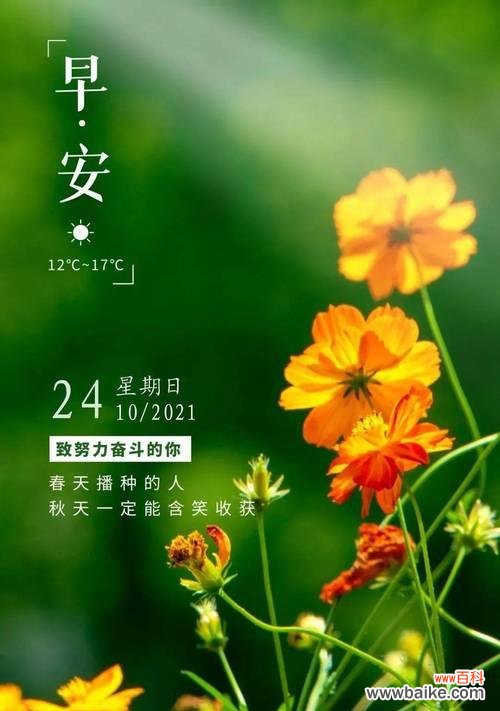 鲜花中传递的奋斗哲学 奋斗的花语