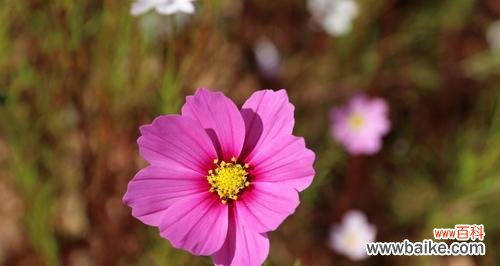 鲜花中传递的奋斗哲学 奋斗的花语