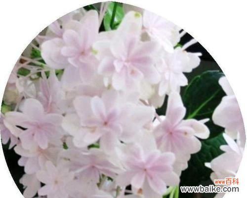 以花语传达和平的意义和价值观 和平之花