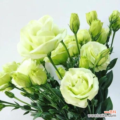 以花语传达和平的意义和价值观 和平之花