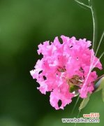 解读吉祥花卉 好运花花语