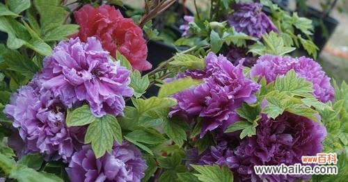 解读吉祥花卉 好运花花语