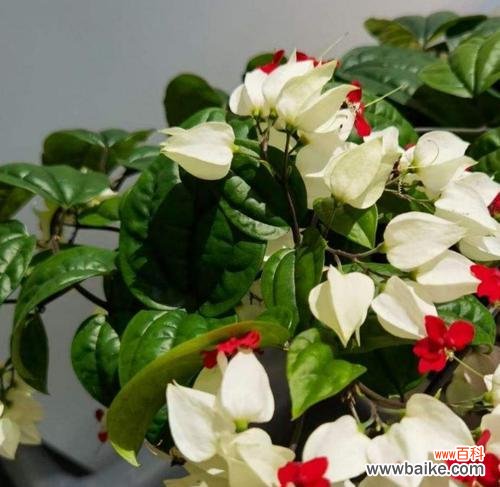 探秘花朵中害羞的情感表达 害羞之花