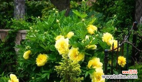 探秘花朵中害羞的情感表达 害羞之花