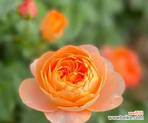 恭喜的花语及其寓意解析 用花语表达恭喜之意