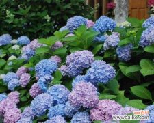 八仙花的寓意与文化底蕴 八仙花的花语与传说