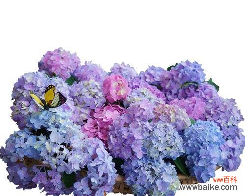 探寻八仙花的奇妙含义 八仙花寓意与传说