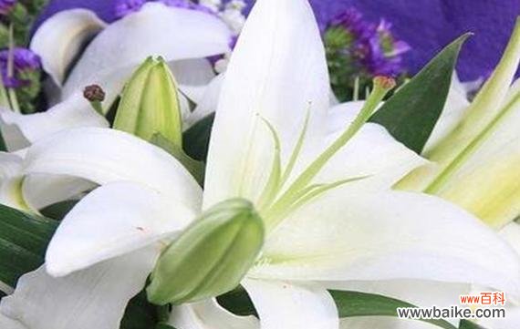 洁白纯净 白百合花的含义及象征意义