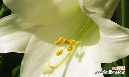 洁白纯净 白百合花的含义及象征意义