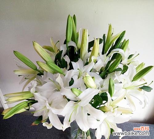 洁白纯净 白百合花的含义及象征意义