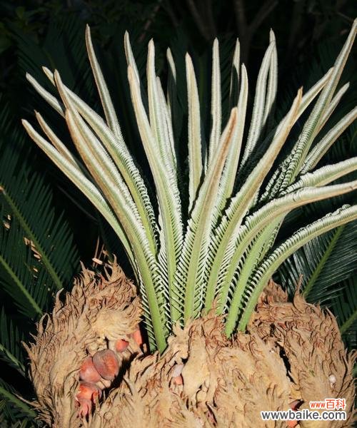探索巴西铁树开花之谜与寓意的意义 以巴西铁树开花的寓意——奇迹中的希望