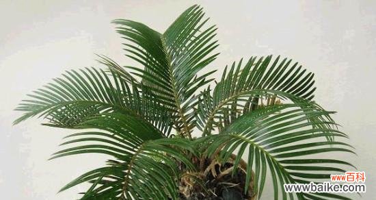 探索巴西铁树开花之谜与寓意的意义 以巴西铁树开花的寓意——奇迹中的希望