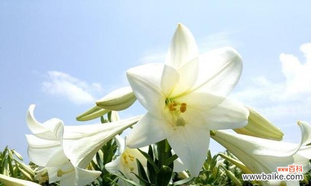 揭示白百合花的深层意义 白百合花的象征意义与含义