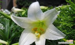 探寻白百合花的隐藏寓意与美丽之处 白百合花的象征意义与美