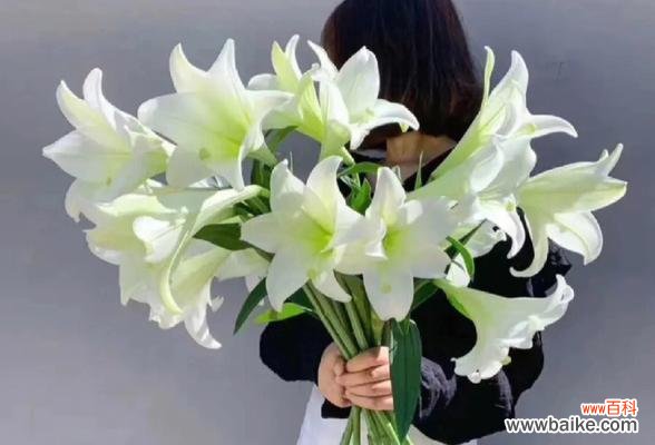 探寻白百合花的隐藏寓意与美丽之处 白百合花的象征意义与美