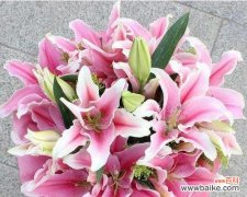 揭示白百合花所代表的纯洁与高雅 白百合花的花语与含义