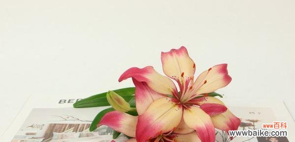 揭示白百合花所代表的纯洁与高雅 白百合花的花语与含义