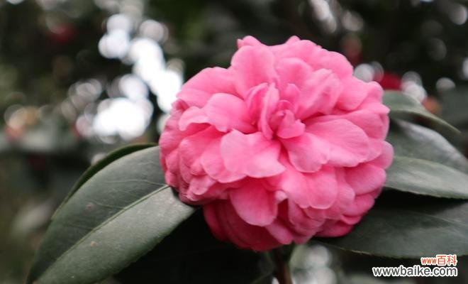 探秘白茶花的神秘世界 白茶花的花语与寓意