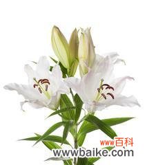 纯洁与无暇的化身——白百合花 白百合花的寓意与象征意义