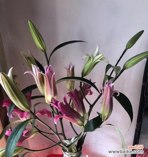 纯洁与无暇的化身——白百合花 白百合花的寓意与象征意义