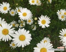 探秘白雏菊的花语及其象征意义 白雏菊花语与寓意