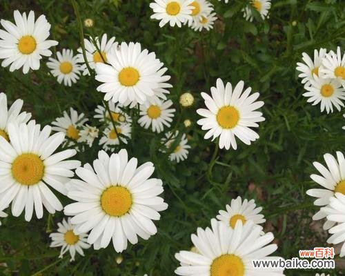 探秘白雏菊的花语及其象征意义 白雏菊花语与寓意