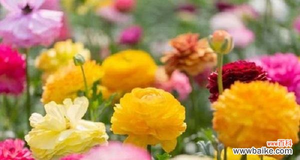 用花束传达欢迎的心意 以表示欢迎的花语是欢迎的花束，热情迎接新的开始